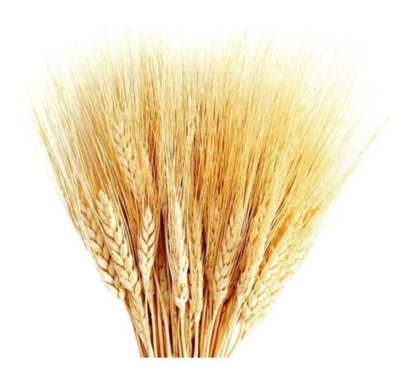 MACO DE TRIGO ALVEJADO C/30UN