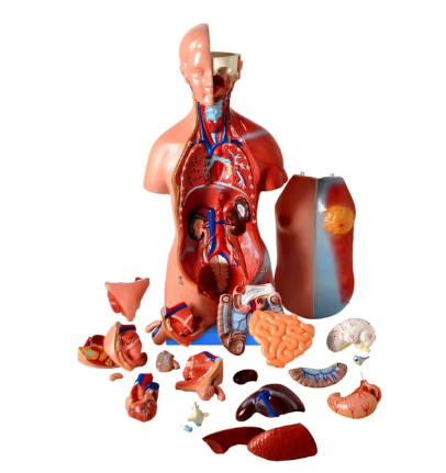 BONECO ANATOMICO TORSO DE 45CM BISSEXUAL ASSEXUADO, COM COLUNA EXPOSTA 25 PARTES