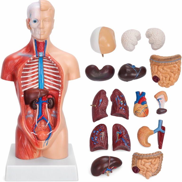 MODELO ANATOMICO TORSO HUMANO 28CM