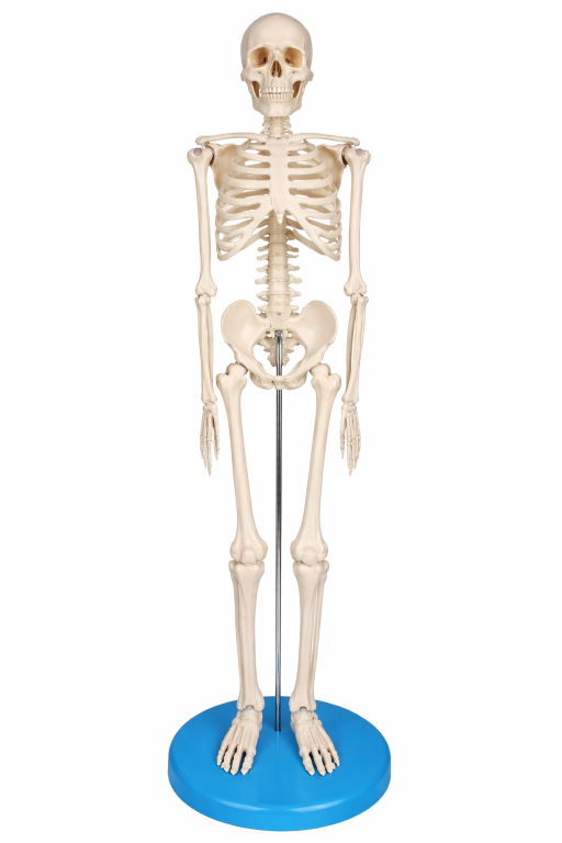 MODELO ANATOMICO ESQUELETO ARTICULADO - 45CM