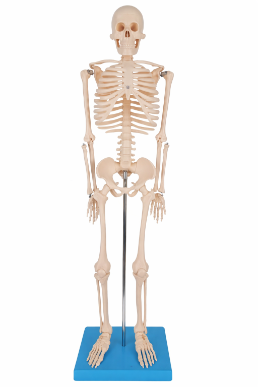 MODELO ANATOMICO ESQUELETO ARTICULADO - 85CM