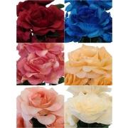 JD] ROSA X 6 UND 37CM