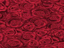 SACO DE PRESENTE 88X1,20CM ROSA VERMELHA PTC 25UNI