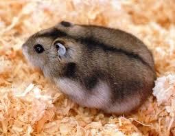 HAMSTER
