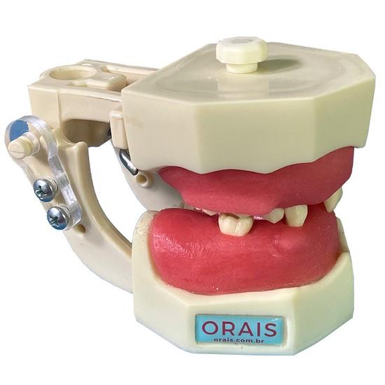 Manequim Cirurgia Articulado  Cód 405 - Orais