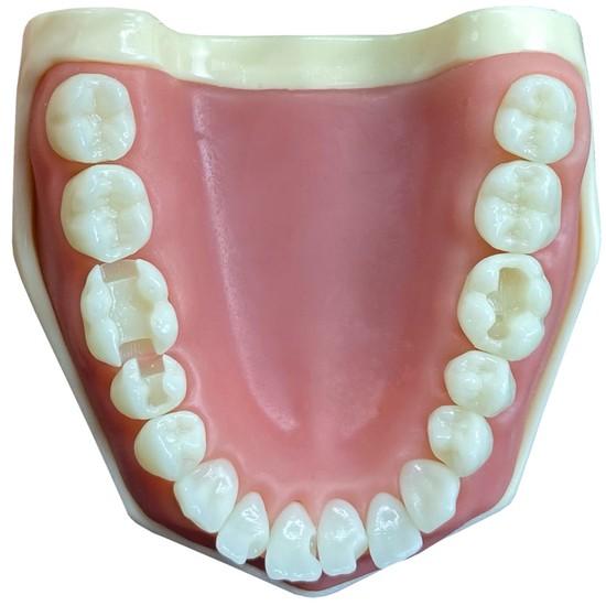 Manequim Materiais Dentários Cód 201 - Orais