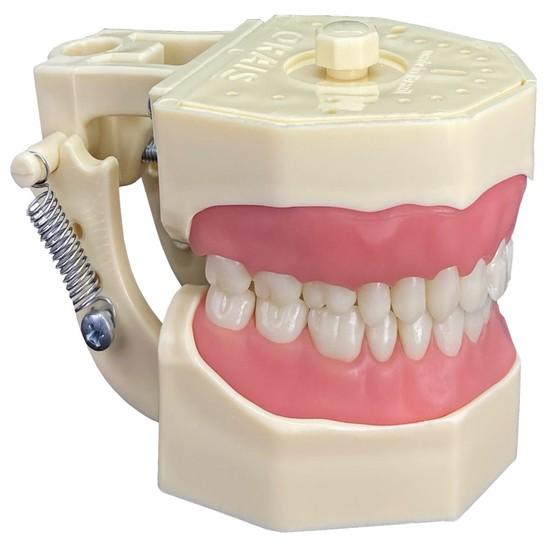 Manequim Materiais Dentários Cód 201 - Orais