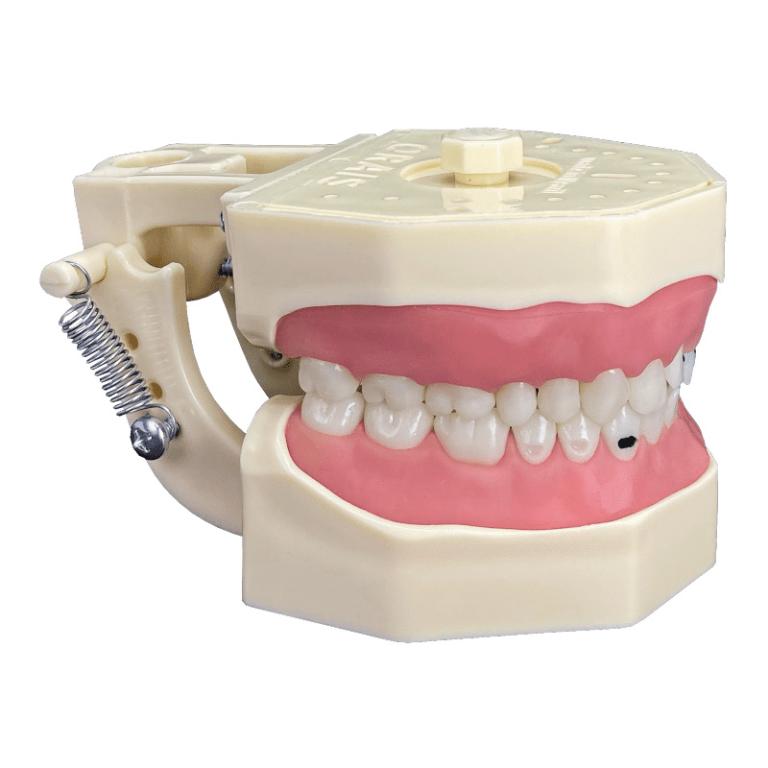Manequim Materiais Dentários - Cod.217N - Orais