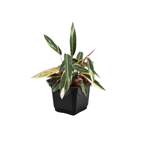 CACHEPOT BLACK 1 PLASMARC