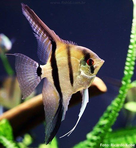 ACARA BANDEIRA P (Pterophyllum Scalare)