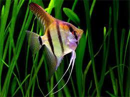 ACARA BANDEIRA P (Pterophyllum Scalare)