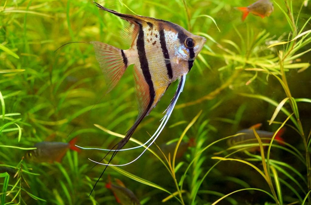 ACARA BANDEIRA P (Pterophyllum Scalare)