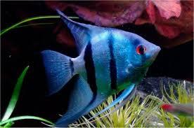 ACARA BANDEIRA P (Pterophyllum Scalare)
