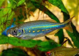 DANIO MATRIZ