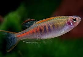 DANIO MATRIZ