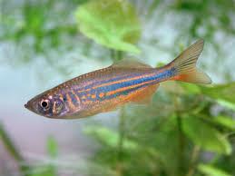 DANIO MATRIZ