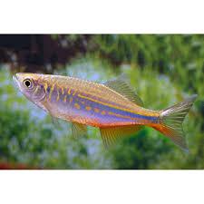 DANIO MATRIZ