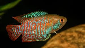 COLISA LALIA (Trichogaster Lalius)