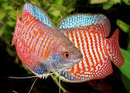 COLISA LALIA (Trichogaster Lalius)