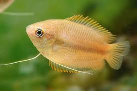 COLISA CHUNA (Trichogaster Chuna)