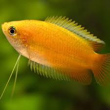 COLISA CHUNA (Trichogaster Chuna)