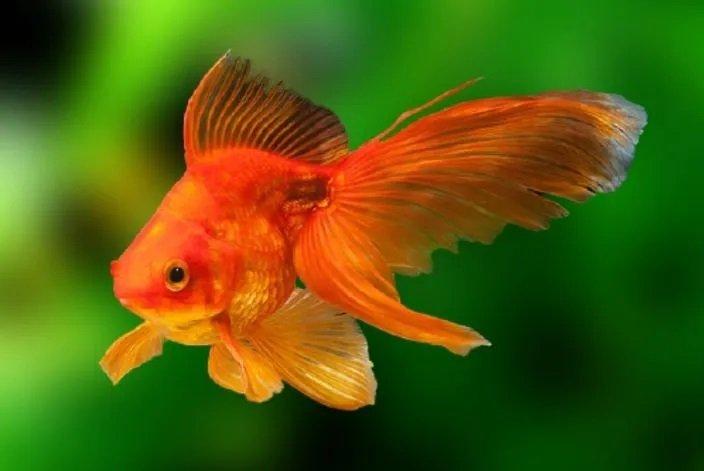 KINGUIO BOLINHA VERMELHO M (CARASSIUS AURATUS)