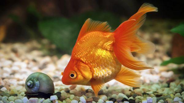 KINGUIO BOLINHA VERMELHO G (CARASSIUS AURATUS)