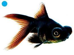 TELESCOPIO PRETO M/G (CARASSIUS AURATUS)