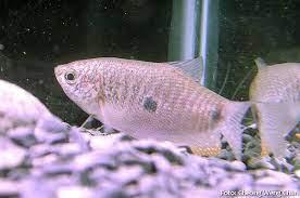 TRICOGASTER ROSA (TRICHOGASTER TRICHOPTERUS)