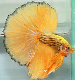 BETTA MACHO SHOW AMARELO