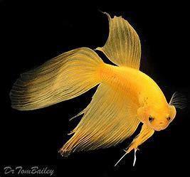 BETTA MACHO SHOW AMARELO