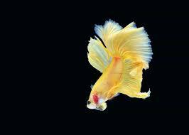 BETTA MACHO SHOW AMARELO