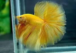 BETTA MACHO SHOW AMARELO