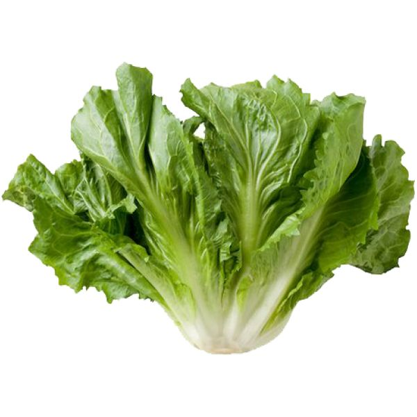 Escarola
