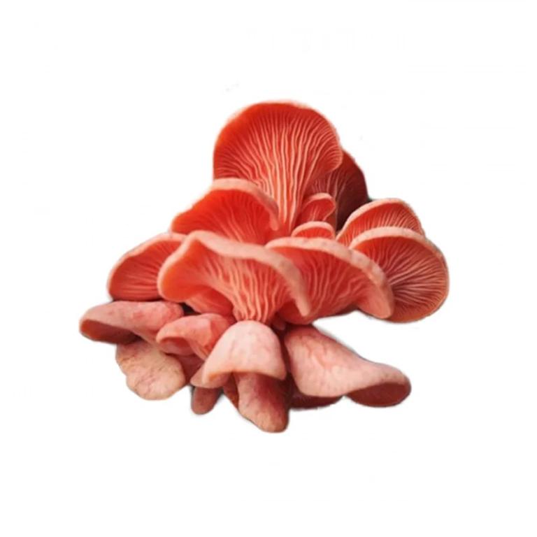 Cogumelo Salmon 200g