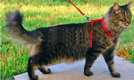 CONJUNTO PEITORAL DE NYLON PARA GATO - MÉDIO