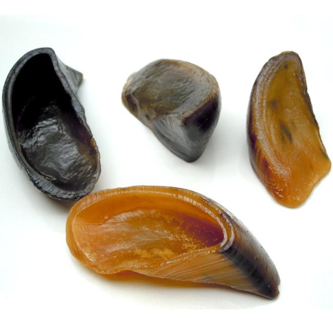 CASCO BOVINO