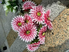 H Flores Artificial Dalia c/ 7 Flores+Gerbera de 7 Cabeças c/ Glitter 47cm MS482 Colocar No Carrinho Múltiplo Da Caixa