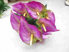 H Flor Artificial Magenta Real c/ 10 Cabeças + 10 Folhas de Antúrium 40cm MS518