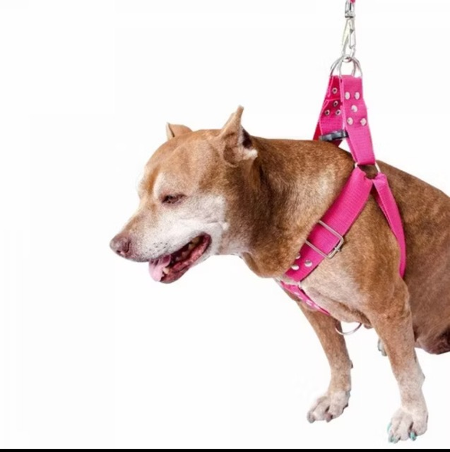 GUIA PEITORAL  AMERICANO PORTE GRANDE BIG