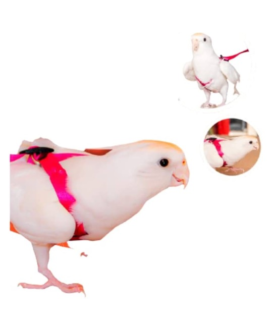 GUIA PEITORAL CALOPSITA H AZUL