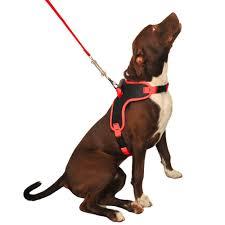 GUIA PEITORAL ELITE MEDIO