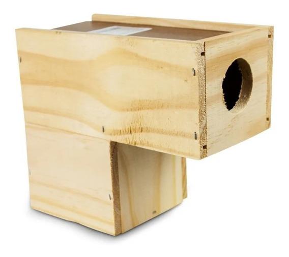 NINHO PINUS CANARIO DA TERRA EM L HR