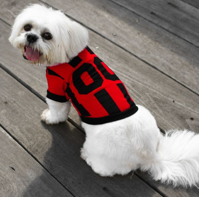 ROUPA POOTBAL P E VM MEU PET