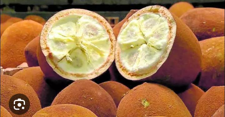 POLPA DE FRUTA  CUPUAÇU 1KL