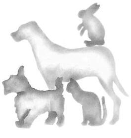 Animais- Cachorros e gato / coleiras